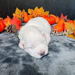 Boy 2 - male American Eskimo Dog puppy in Live Oak, Florida from Pecan Ridge Puppies