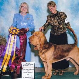Bloodhounds from Sherick's Bloodhounds