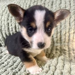 Crunch - Black and tan male American Corgi puppy in Endeavor, Wisconsin from Mac-Kuz Kennels