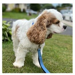 Otis - Cockapoo