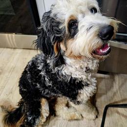 Winnie - Bernedoodle