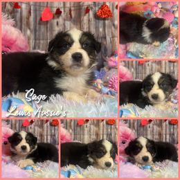 Australian Shepherd and Pembroke Welsh Corgi Puppies from Lewis Aussie’s & Corgi’s