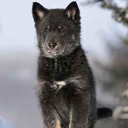 Red Boy - Korppi - Black and tan male Lapponian Herder puppy in Prattsburgh, New York from Maalattu Koirankoppi Lapponian Herders