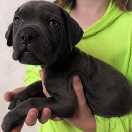 Gray collar: Rain - Gray female Cane Corso puppy in Franktown, Colorado from Earth and Ship Cane Corso