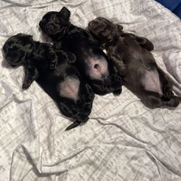 Dachshund Puppies from Doxie Gang