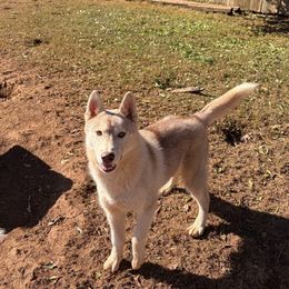 Boy 1 - Red and white male Siberian Husky puppy in Loudon, Tennessee from Kristari Siberians