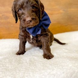 Double Doodle and Labradoodle Puppies from Magnolia & Finn Doodles