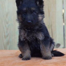 Tootsie - Black and red female German Shepherd puppy in Middlesex, North Carolina from Ace of Hearts K9’s