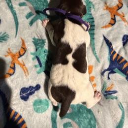 Purple - Liver roan female German Shorthaired Pointer puppy in Jackson, Georgia from Rosengrace Gsps (formerly Tiner GSP’s)