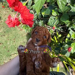 Cavapoo Puppies from Aloha Paradise Poodles LLC