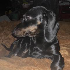 Wilma - Dachshund