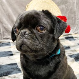 Nyx - Pug