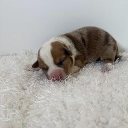 Rio - Red male Pembroke Welsh Corgi puppy in Hillsville, Virginia from Bonderosa Kennels