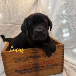 Lucas - Black male Labrador Retriever puppy in Farmington, Missouri from Granite Creek Kennel