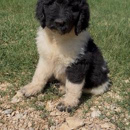 Zeb - male Newfypoo puppy in San Antonio, Texas from Mammoth Doodles
