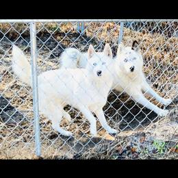 Siberian Husky All Grown Up from Tundra Storm Siberians