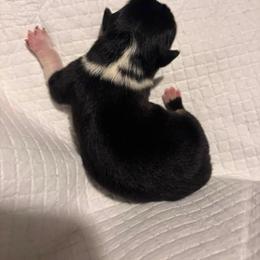 Female - Black and tan female Pembroke Welsh Corgi puppy in Mount Nebo, West Virginia from Summersville Corgis of Groves Farm