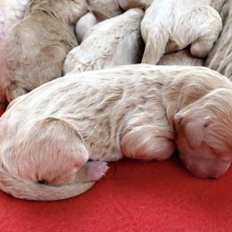 Goldendoodle Puppies from Penny Doodles