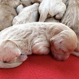 Goldendoodle Puppies from Penny Doodles