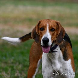 American Foxhound All Grown Up from Cedarwood Kennels