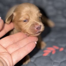 Winnie - Cream female Dachshund puppy in Florida from Doxie Rugrats