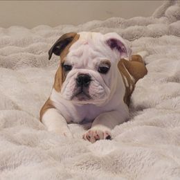 Roxy - Red and white female Bulldog puppy in Missoula, Montana from Dazzle's Bulldogs