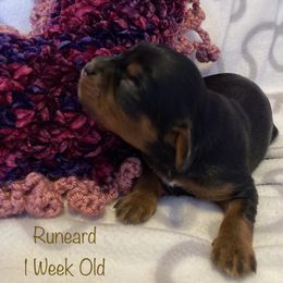 Cavalier King Charles Spaniel Puppies from M & M Cavaliers