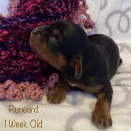 Cavalier King Charles Spaniel Puppies from M & M Cavaliers