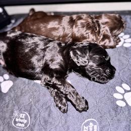 Bernedoodle, Cockapoo, and Goldendoodle Puppies from Avery Doodle Day LLC