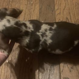 Dachshund Puppies from Rich’s beautiful dachshunds