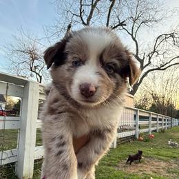 Girl 1 - female Miniature Australian Shepherd puppy in Waxahachie, Texas from Forever Holmes Aussies