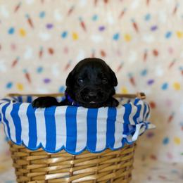 Girl 3 - female Labrador Retriever puppy in Overton, Nevada from Sinfully Sweet Kennel