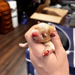 Hannah - Gold female Morkie puppy in Winston Salem, North Carolina from Patty’s Paws