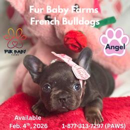 Angel - Blue female French Bulldog puppy in Michigan from Fur Baby Farms