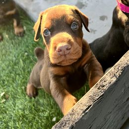 Fuego - Red and rust Doberman Pinscher puppy in Valley Center, California from TnT Dobermans