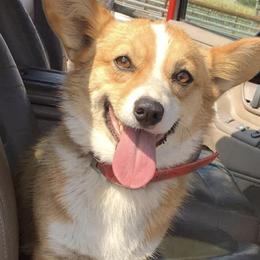 Pembroke Welsh Corgis from Summers Corgis