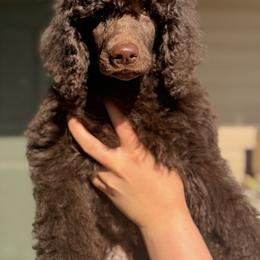 Dark Brown - Brown male Poodle puppy in Ogden, Utah from Kotu Poodles