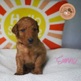 Goldendoodle Puppies from Poppy Doodle Farms