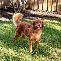 Maple - Golden Retriever