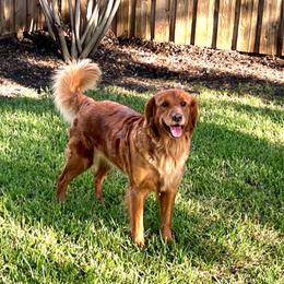 Maple - Golden Retriever