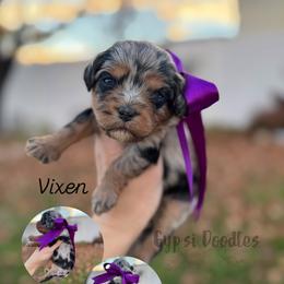Bernedoodle, Cavalier King Charles Spaniel, Cavapoo, Goldendoodle, and Poodle Puppies from Gypsi Doodles & Poodles LLC.