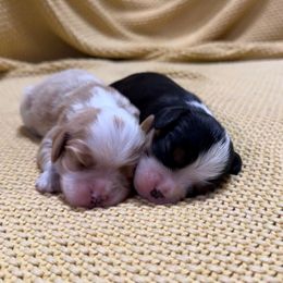 AKC- Blenheim Colored Boy - Blenheim male Cavalier King Charles Spaniel puppy in Raymondville, Missouri from Puppy PlayPen