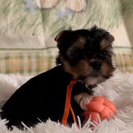 Phoebe - Blue and gold female Yorkshire Terrier puppy in Gatesville, Texas from KontryKritterz Yorkies