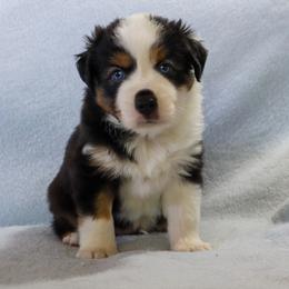 Adonis - Black tri male Miniature Australian Shepherd puppy in Philpot, Kentucky from Miller Hill Mini American Shepherds and Mini Australian Shepherds