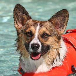 Pembroke Welsh Corgis from West Lake Corgis