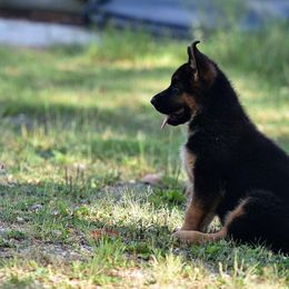 German Shepherd Puppies from Alta-Tollhaus German Shepherds