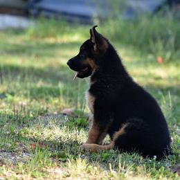 German Shepherd Puppies from Alta-Tollhaus German Shepherds