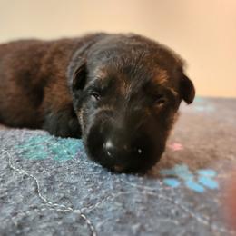 Girl 4 - Black and red female German Shepherd puppy in Longview, Washington from Bunkerhill Shepherds