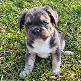 Anatoliy - Blue male French Bulldog puppy in Chesnee, South Carolina from Michael & Raisa