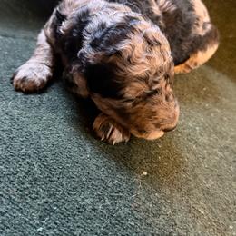 Flicker - Phantom female Poodle puppy in St. Johnsbury, Vermont from Poodles of the Northern Woods